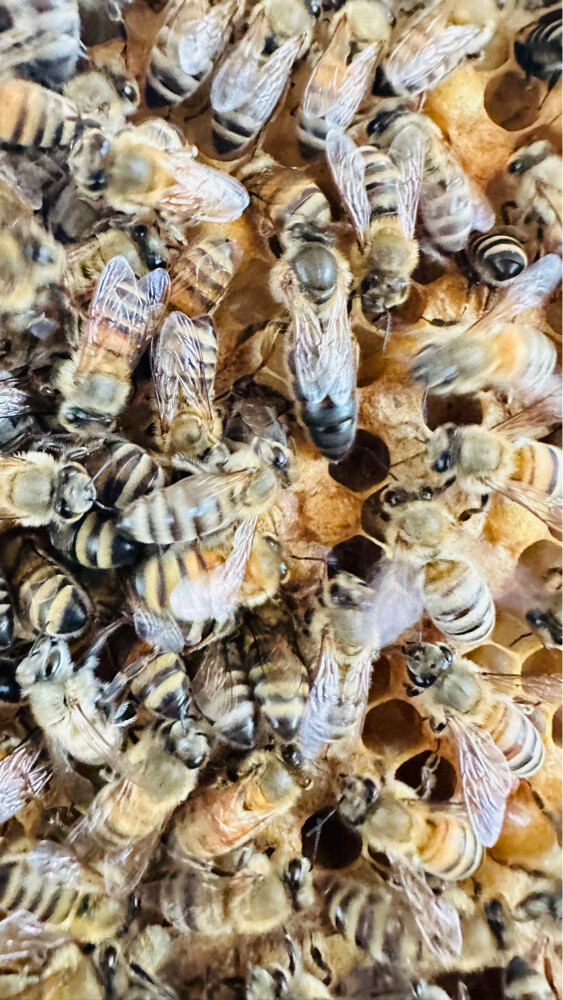 Honey Bees for Sale – Strong Coloni - 8