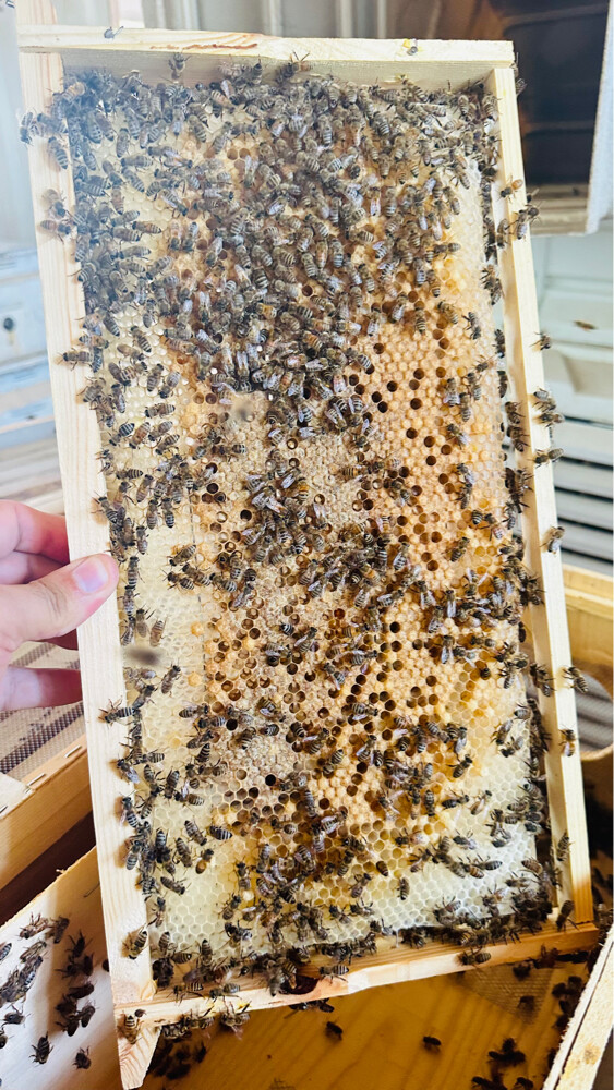 Honey Bees for Sale – Strong Coloni - 3