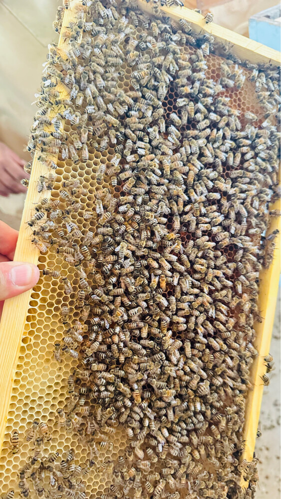 Honey Bees for Sale – Strong Coloni - 6