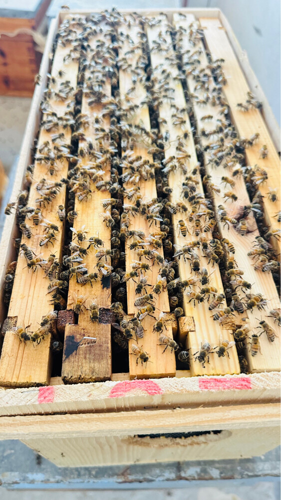 Honey Bees for Sale – Strong Coloni - 14