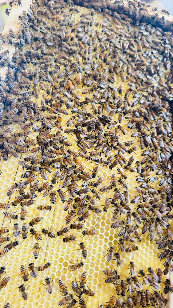 Honey Bees for Sale – Strong Coloni - 11