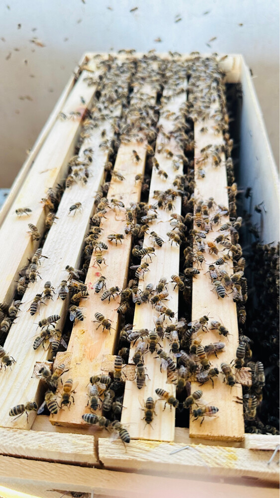 Honey Bees for Sale – Strong Coloni - 7