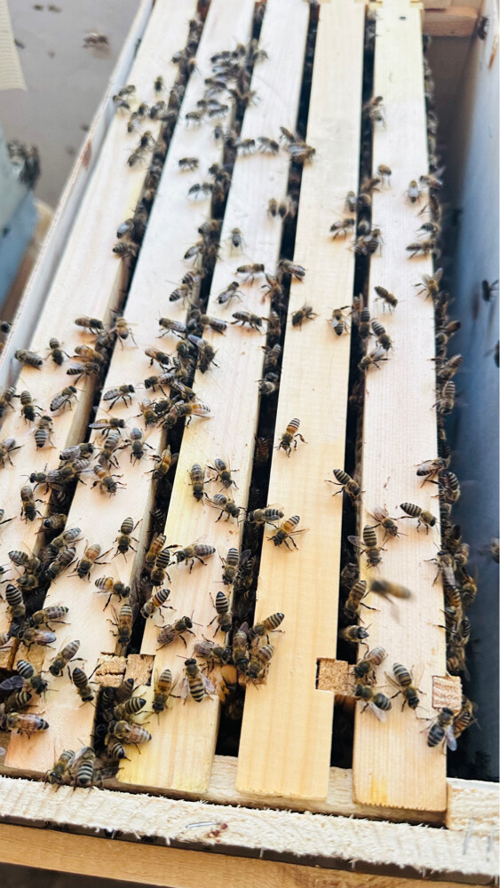 Honey Bees for Sale – Strong Coloni - 10