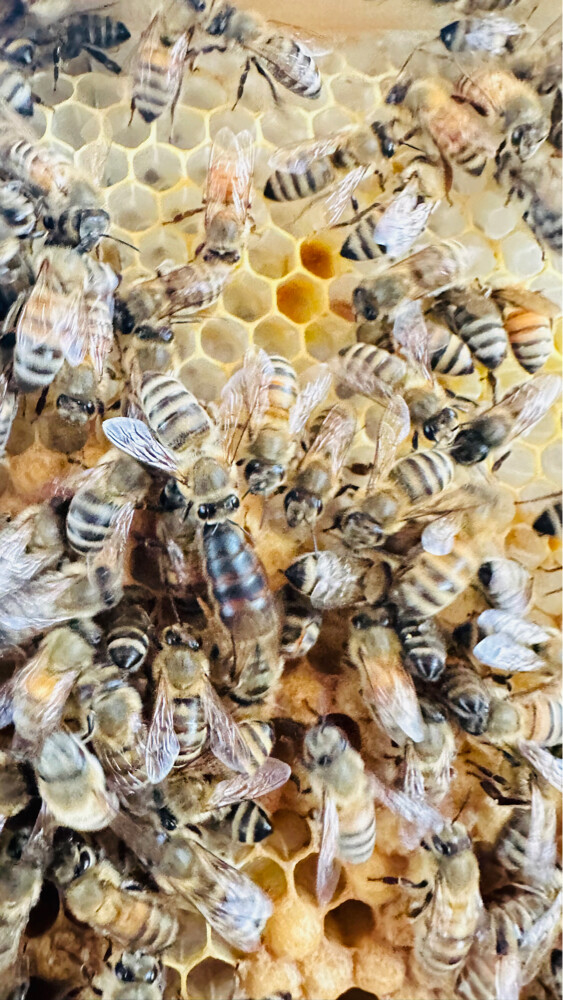 Honey Bees for Sale – Strong Coloni - 1