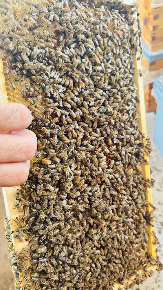 Honey Bees for Sale – Strong Coloni - 5