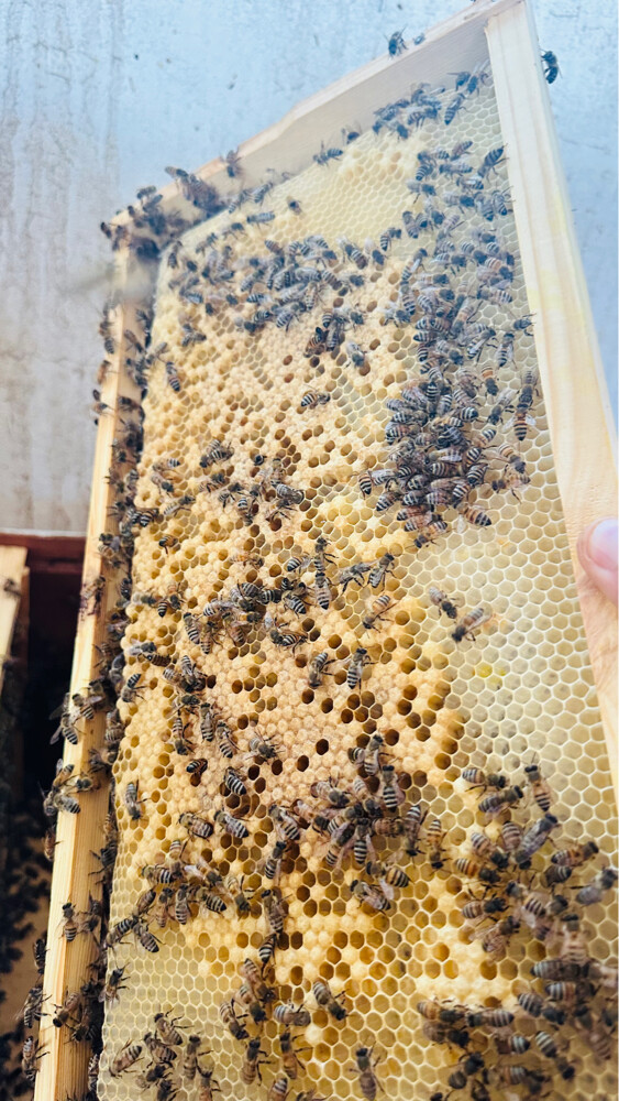 Honey Bees for Sale – Strong Coloni - 2