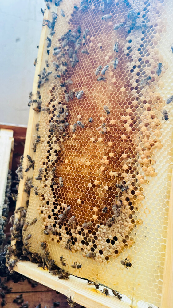Honey Bees for Sale – Strong Coloni - 9