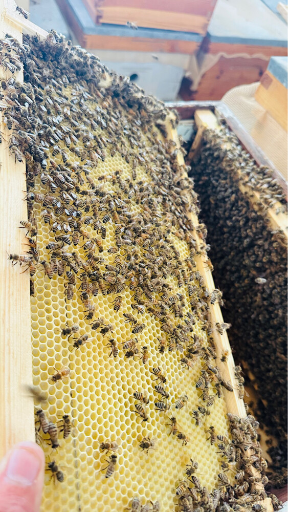 Honey Bees for Sale – Strong Coloni - 12