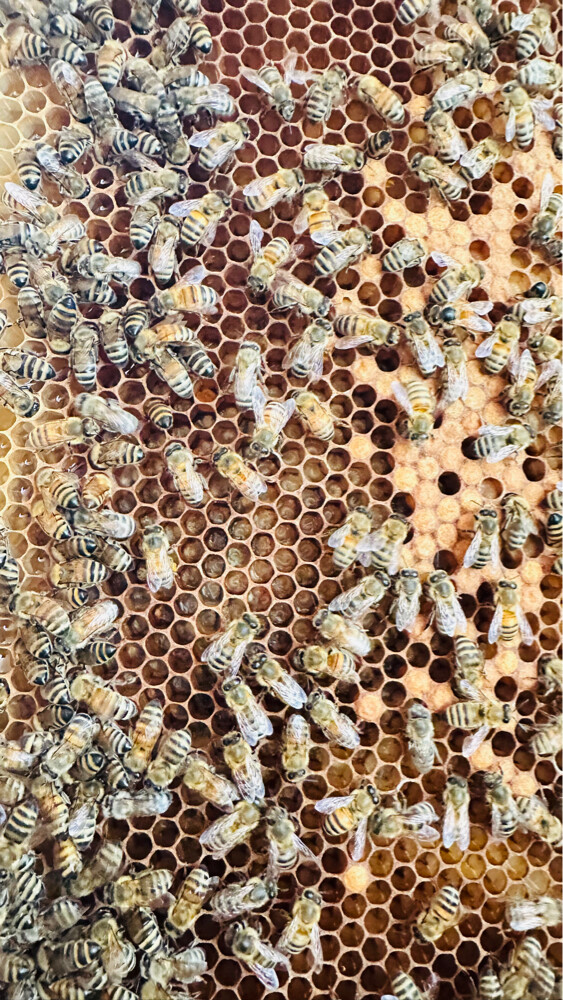 Honey Bees for Sale – Strong Coloni - 13