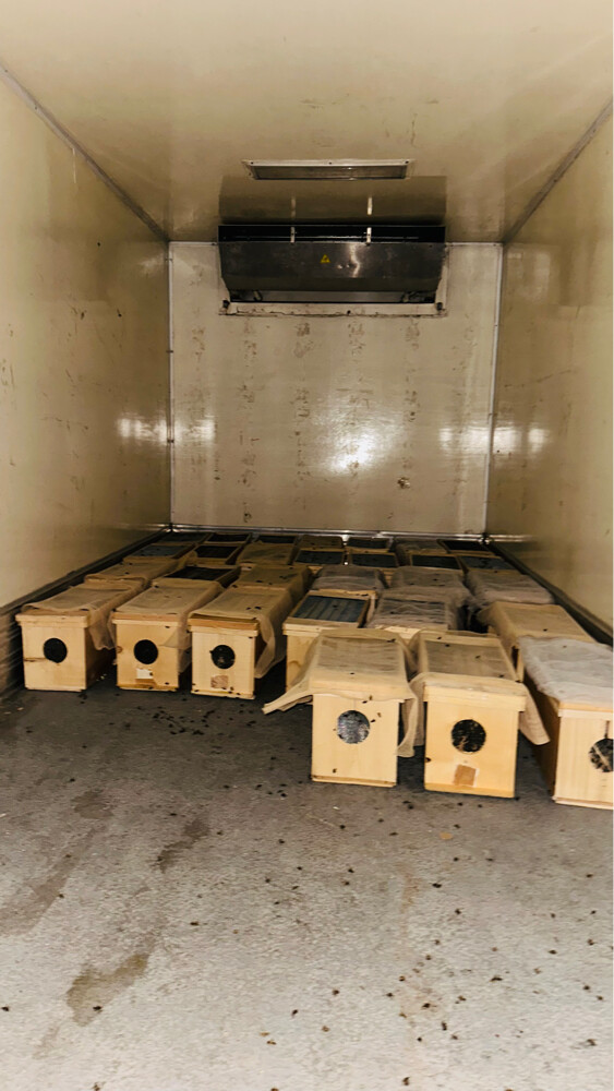 Honey Bees for Sale – Strong Coloni - 16