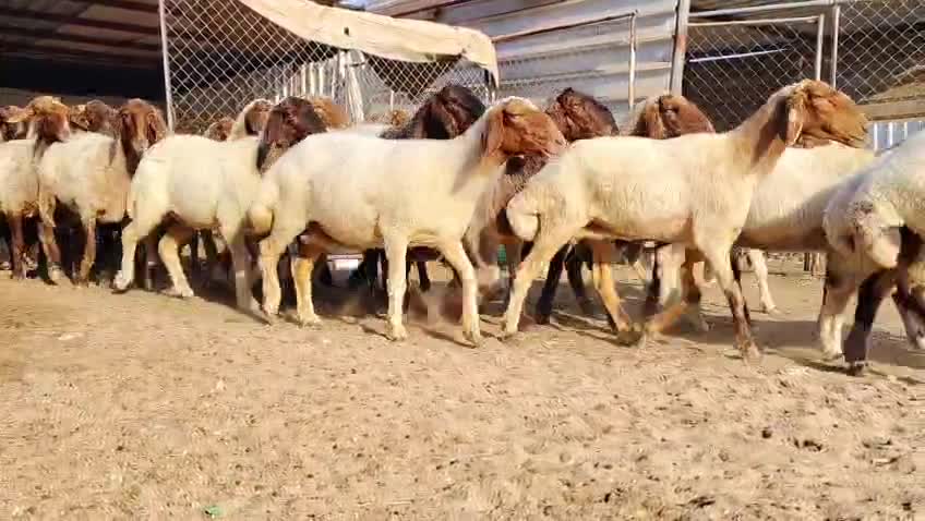 شويهات سوريه - 1