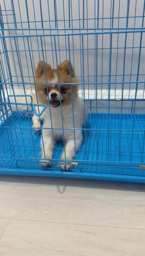 Pomeranian - 1