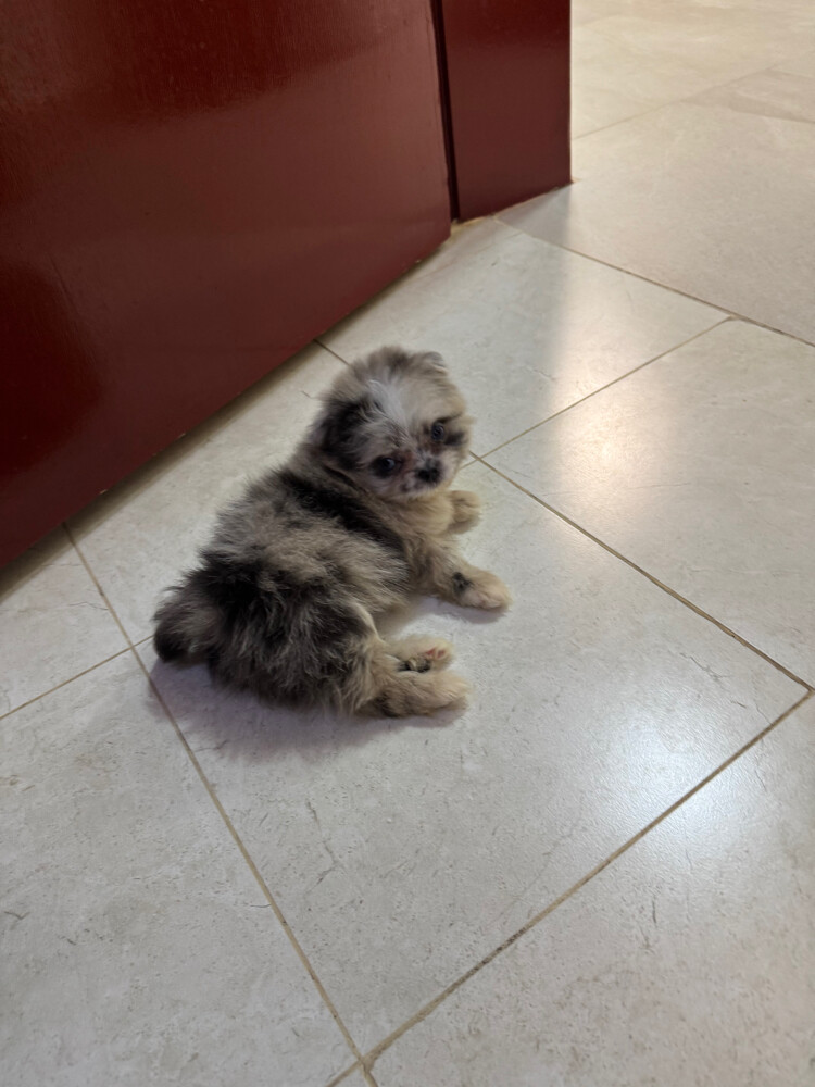 Female pomeranian in Qatar - 3