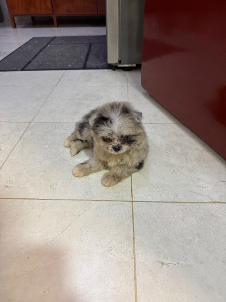 Female pomeranian in Qatar - 4