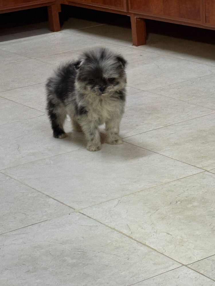 Female pomeranian in Qatar - 1