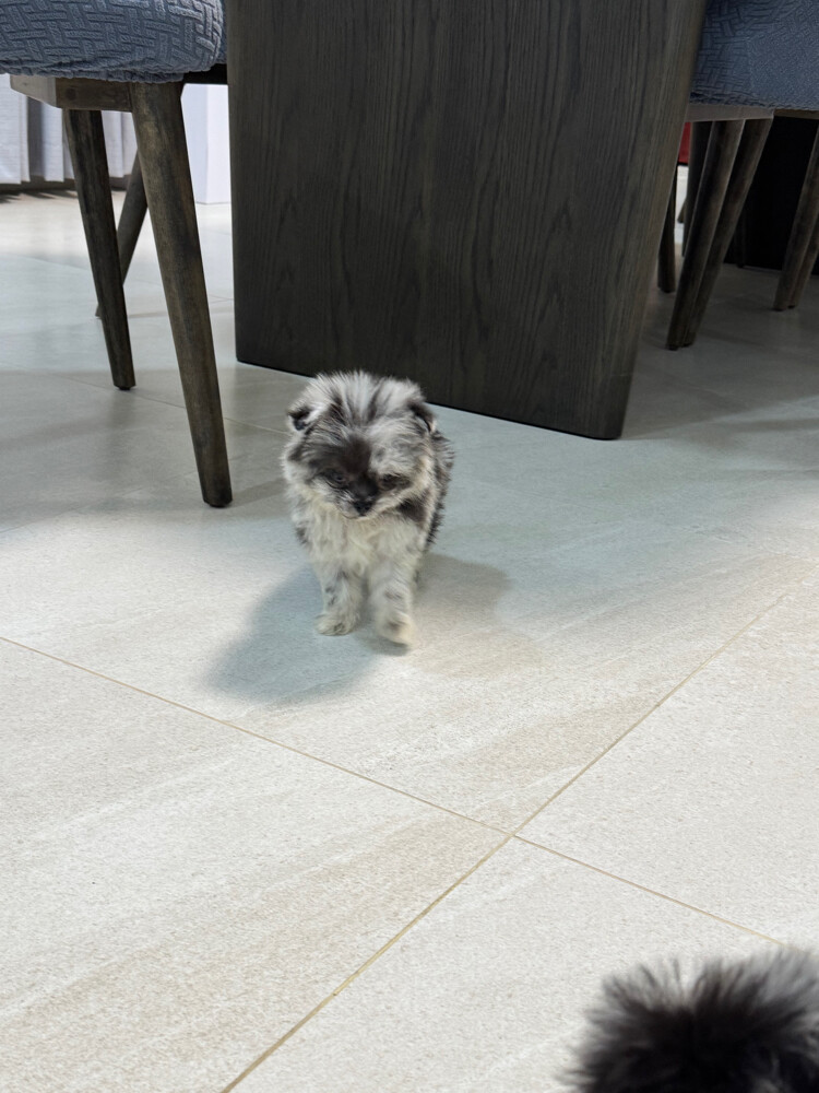 Female pomeranian in Qatar - 6