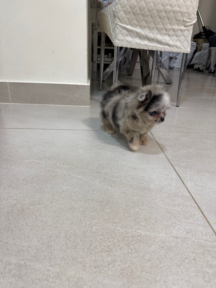 Female pomeranian in Qatar - 2