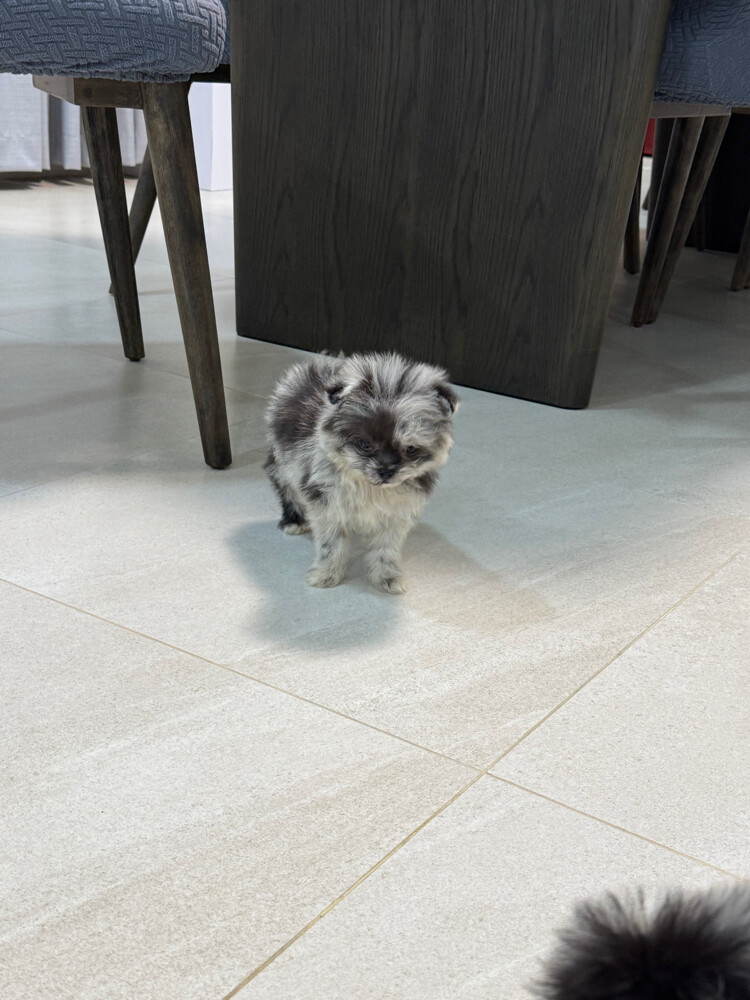 Female pomeranian in Qatar - 5