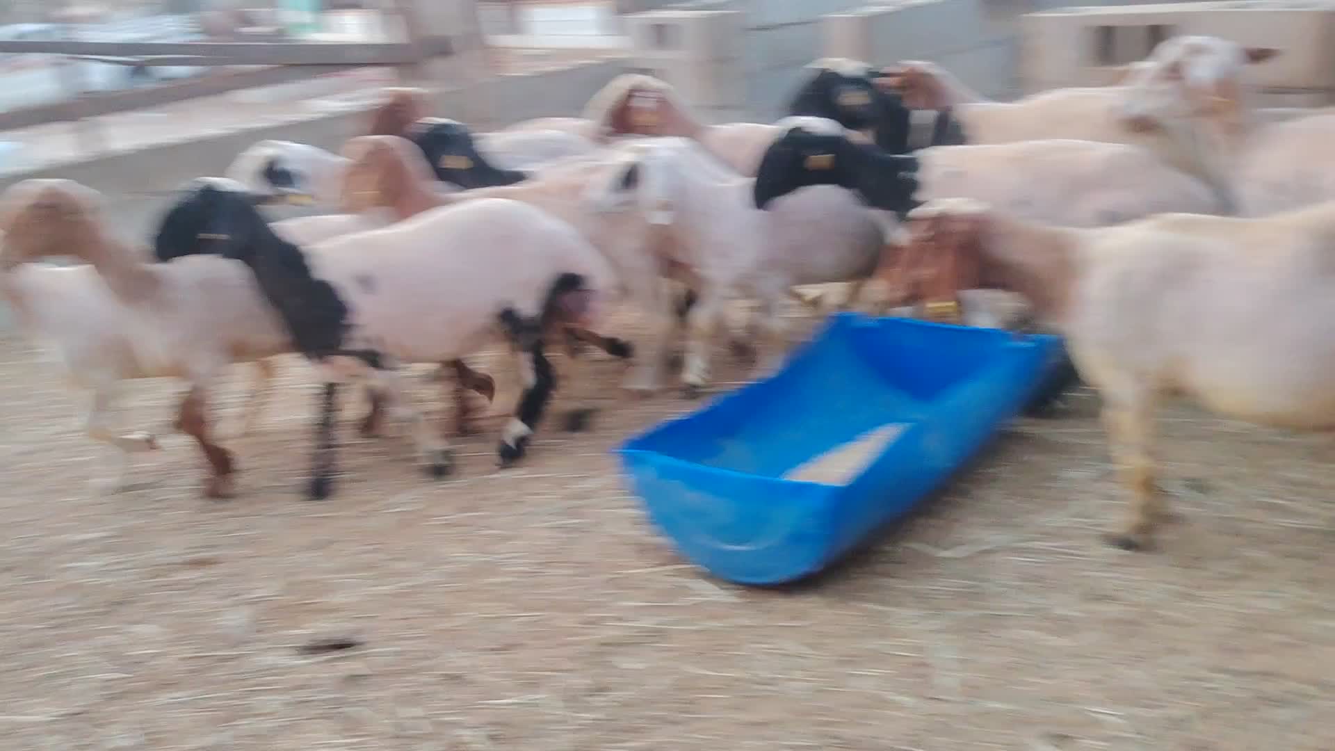 شويهات سوري طيبه دفيع - 1
