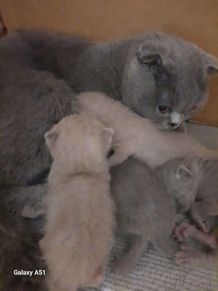Purebred Scottish Fold ( Kitten's ) - 2