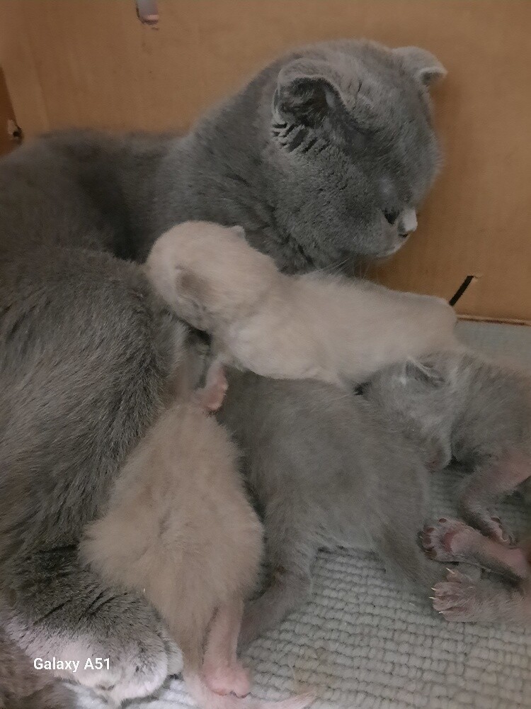Purebred Scottish Fold ( Kitten's ) - 3