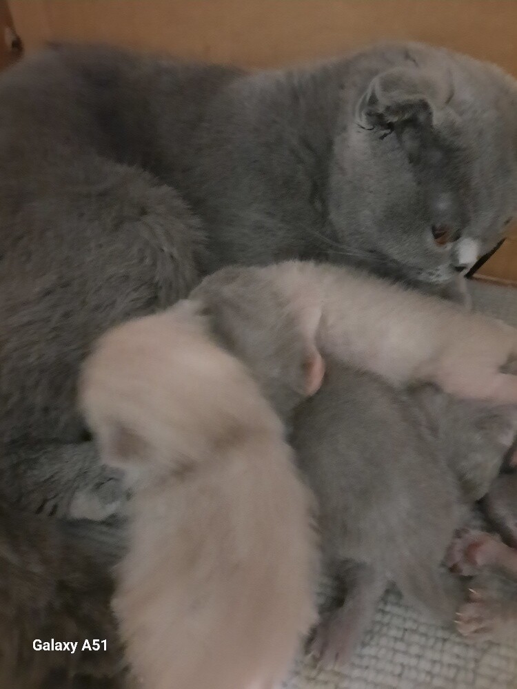 Purebred Scottish Fold ( Kitten's ) - 1