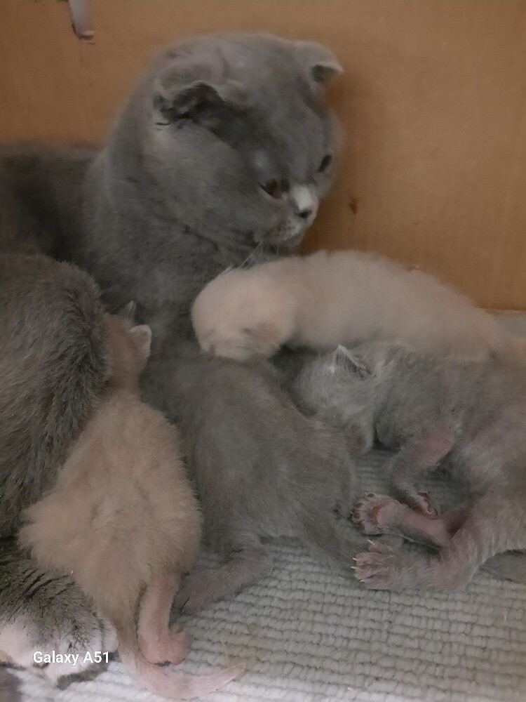 Purebred Scottish Fold ( Kitten's ) - 4