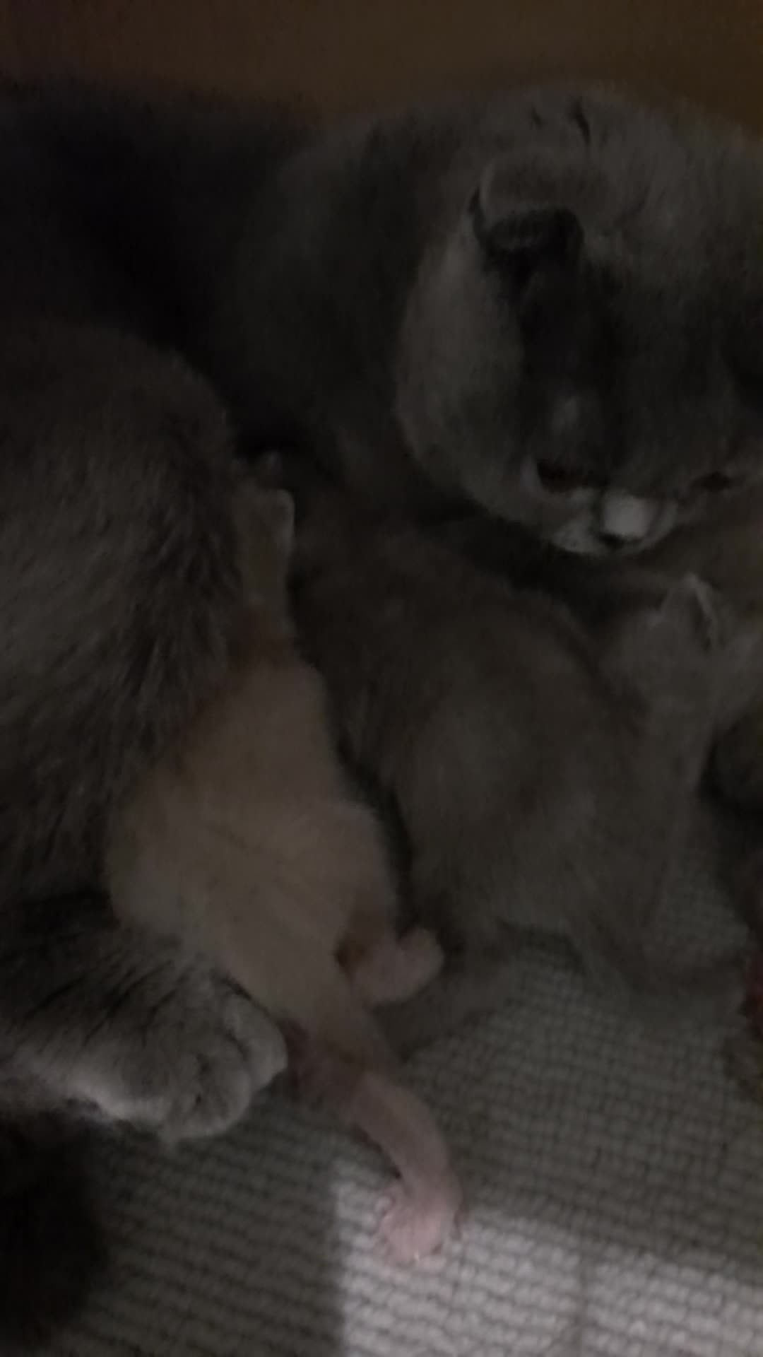 Purebred Scottish Fold ( Kitten's ) - 5