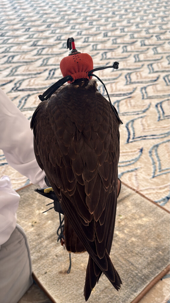 وكري سوداني وحش  - 2