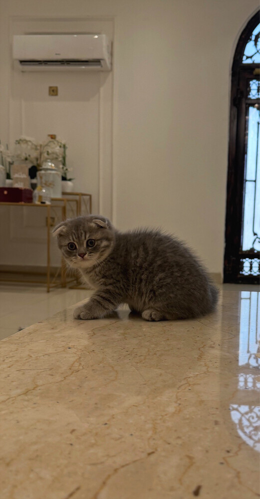 Scottish Kittens for Sale - 2
