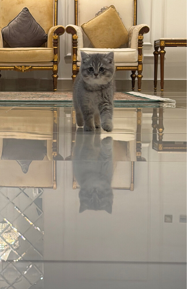 Scottish Kittens for Sale - 3