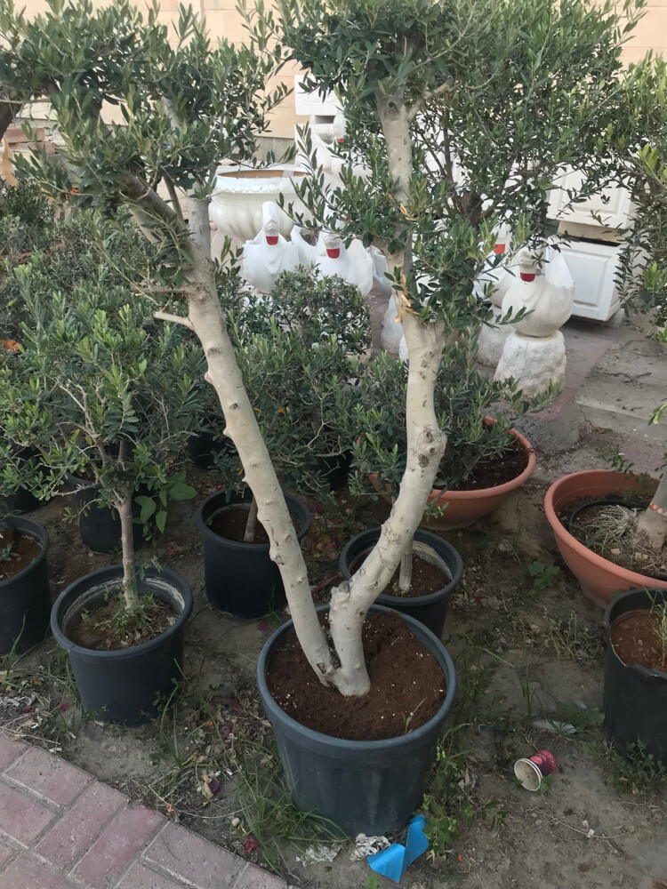 مزارع - 10