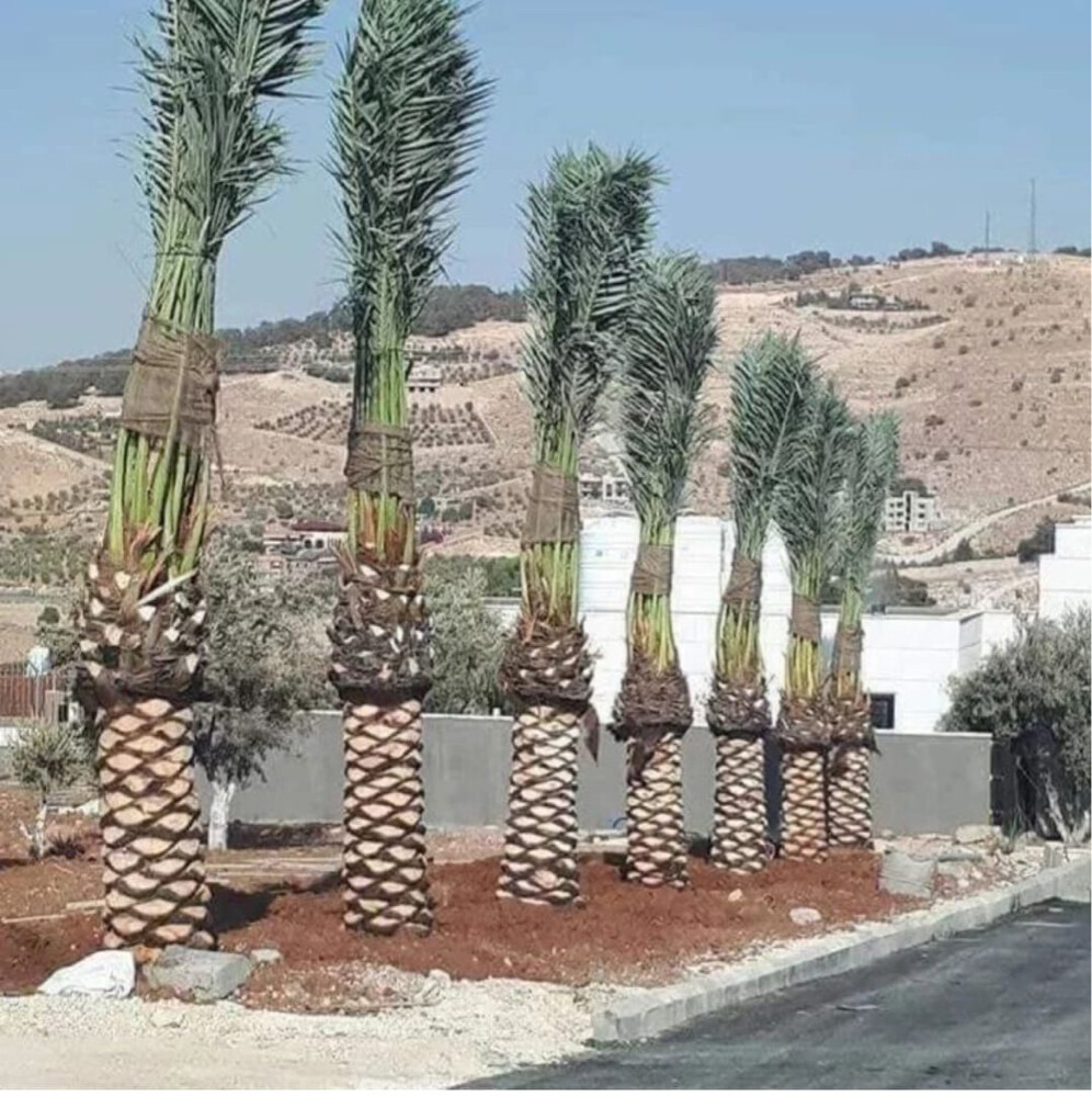 مزارع - 8