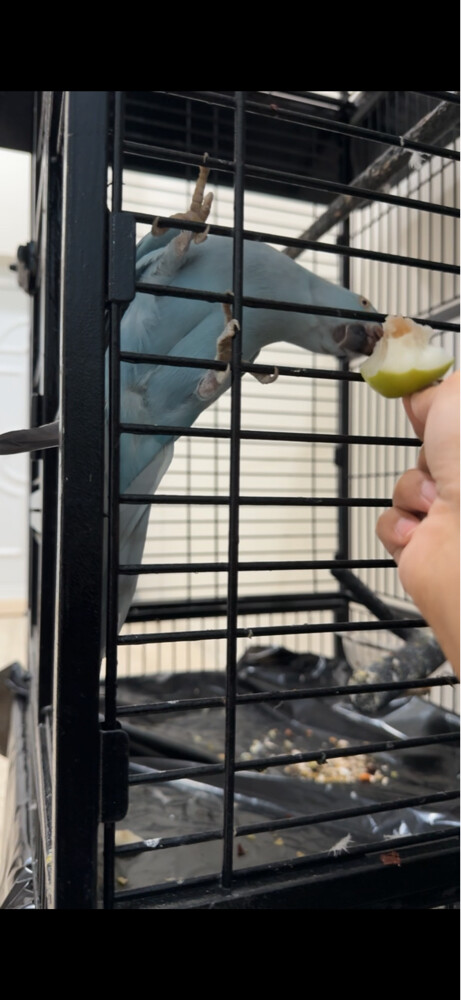 male cockatiel with items & cage - 3