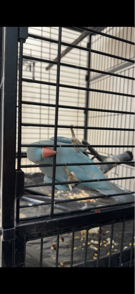 male cockatiel with items & cage - 2