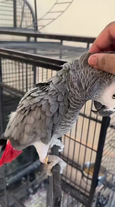Tame African Grey parrot - 1