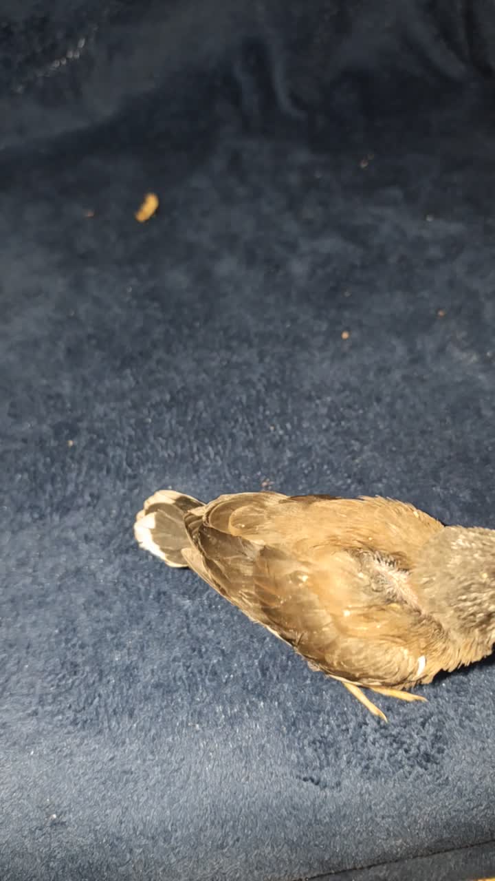 myna bird chick - 2