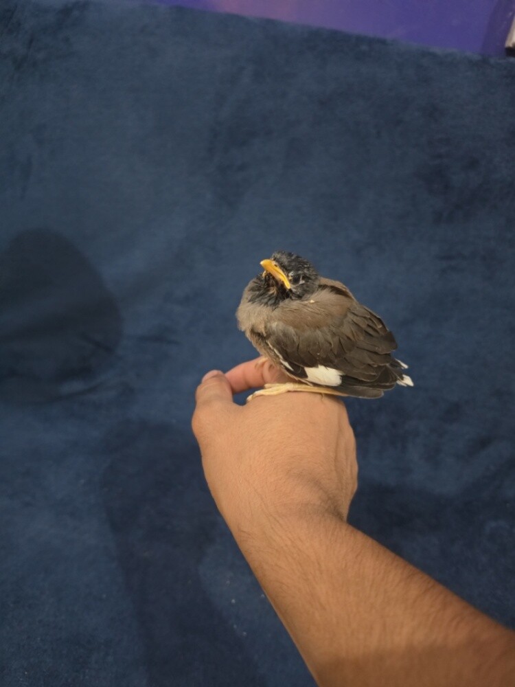 myna bird chick - 1