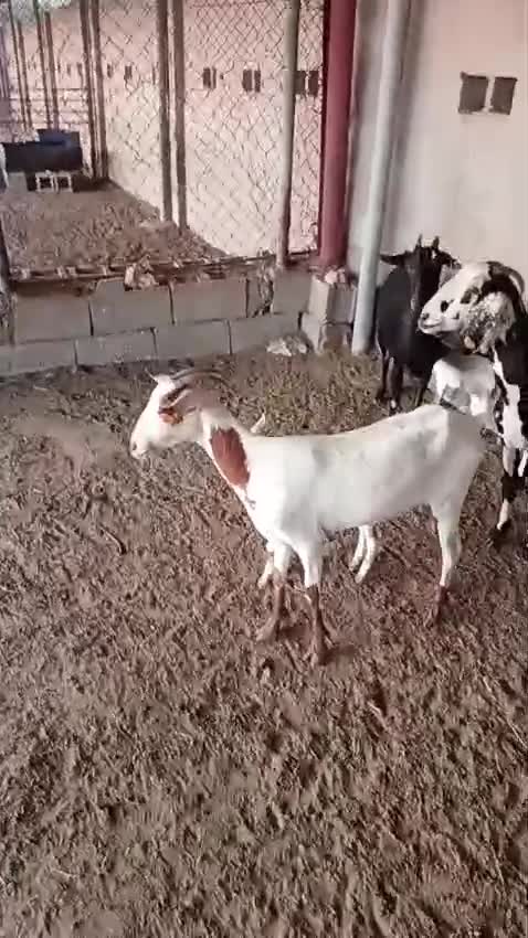 ماعز وليد - 4