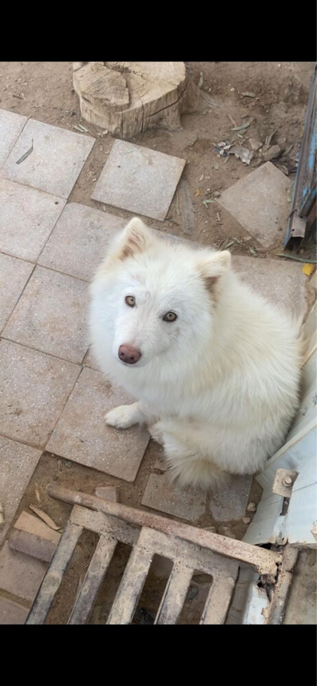 Husky dog male - 1