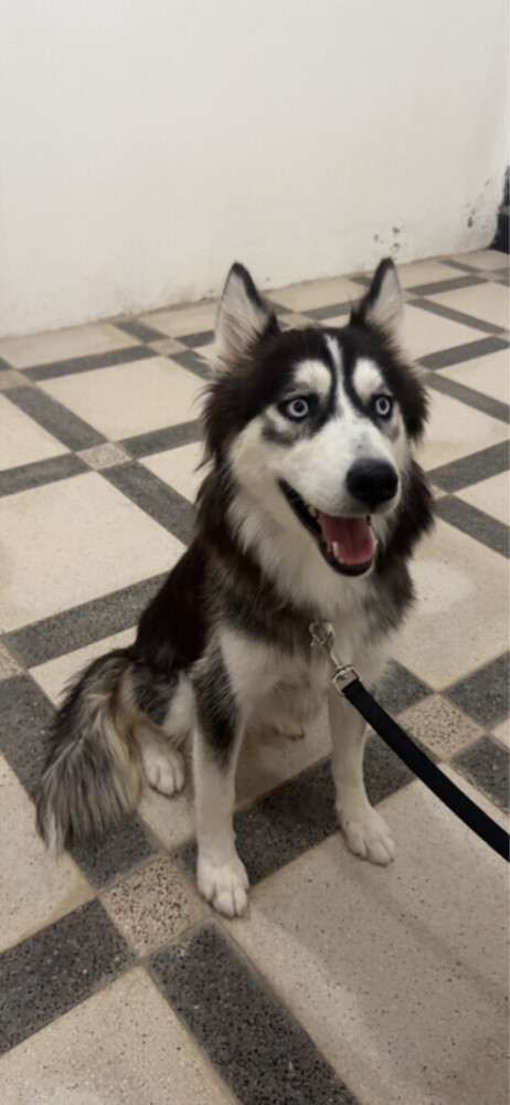 Husky black female - 1
