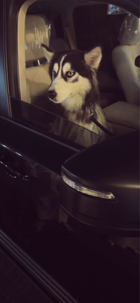 Husky black female - 4