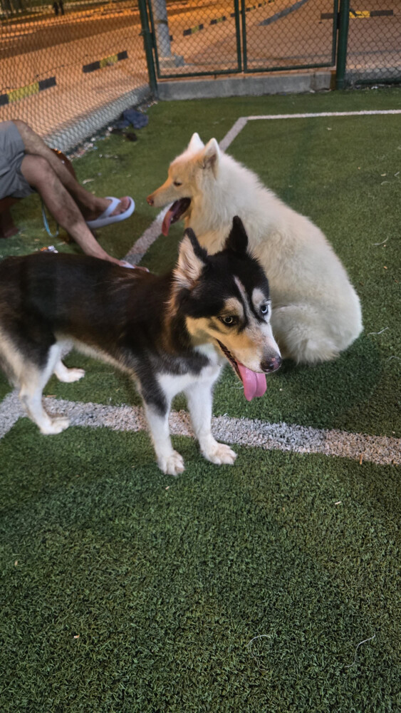 Husky black female - 2