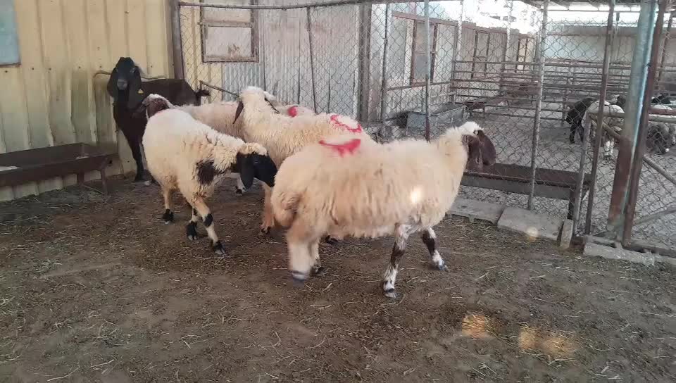 للبيع شويهات سوريه دفيع شرط - 3