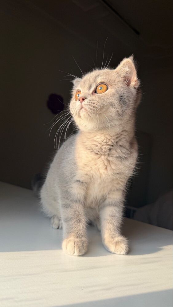 scottish fold - 1