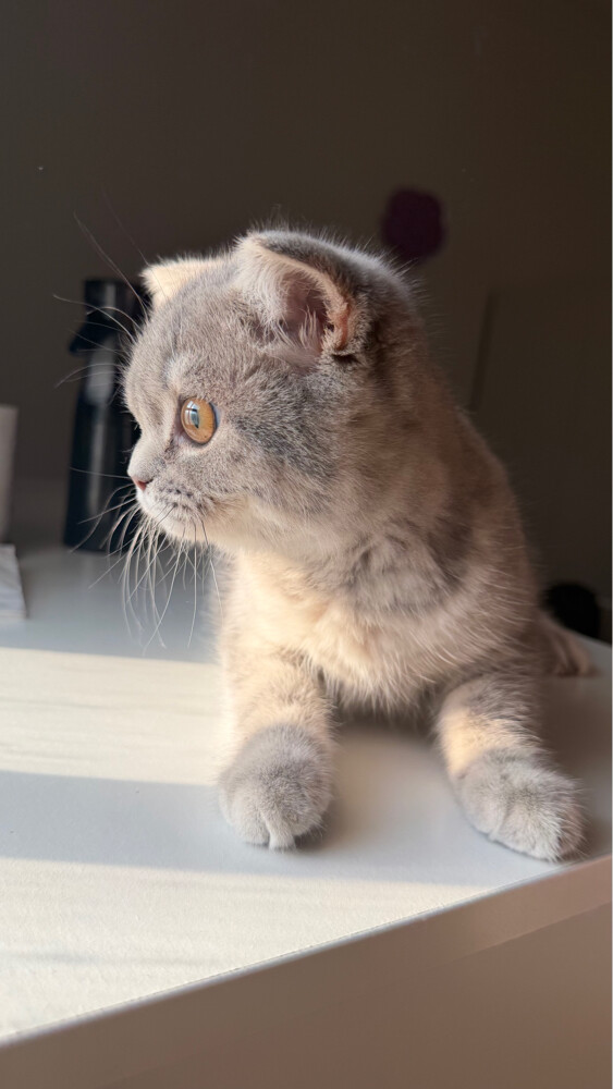 scottish fold - 2