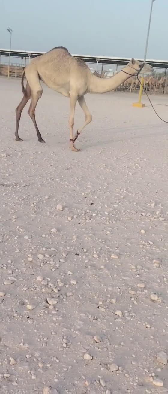 للبيع بكره حقه طيبه - 1