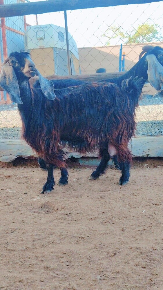 معزه عوارض حليب - 3