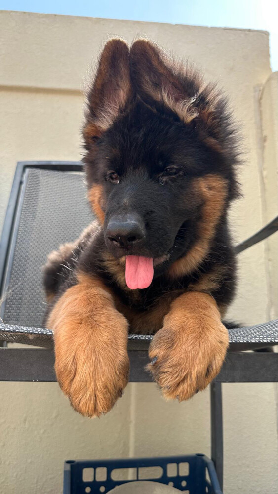 German Shepherd - 4