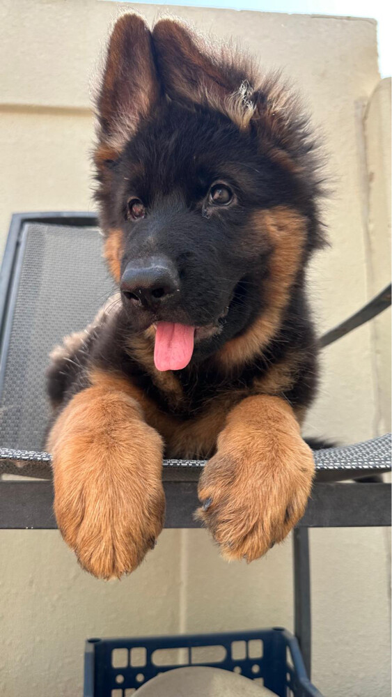 German Shepherd - 2